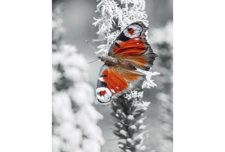 Фотообои «Бабочка павлиний глаз»