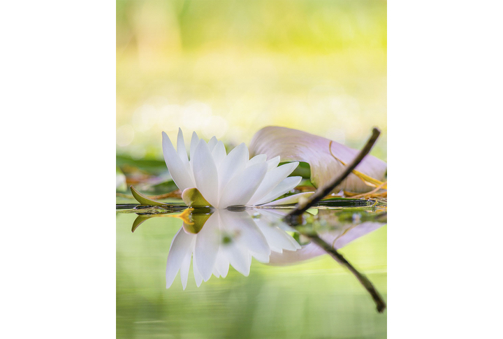 Фотообои «Белый лотос на озере»