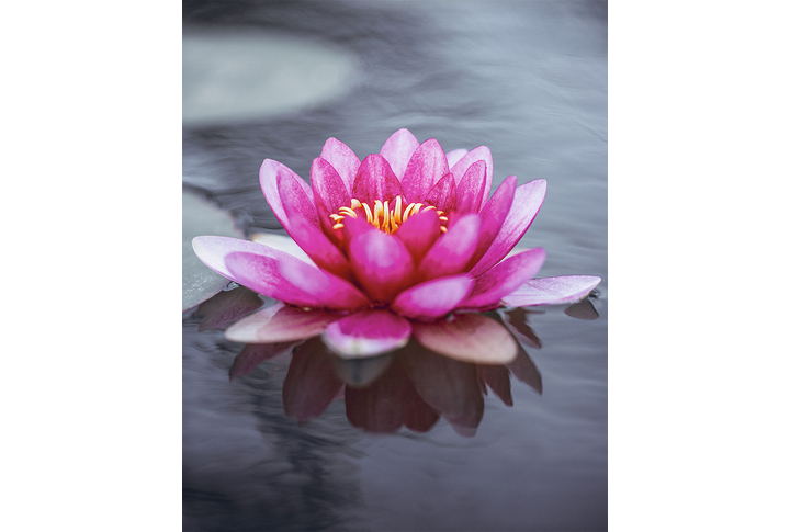 Фотообои «Большой цветок лотоса»