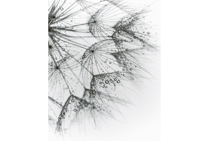 Фотообои «Черные одуванчики в каплях дождя»