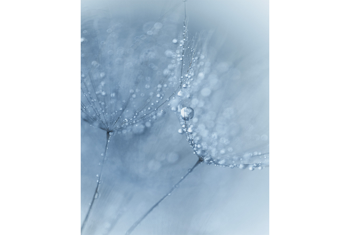 Фотообои «Зонтики одуванчика в росе»
