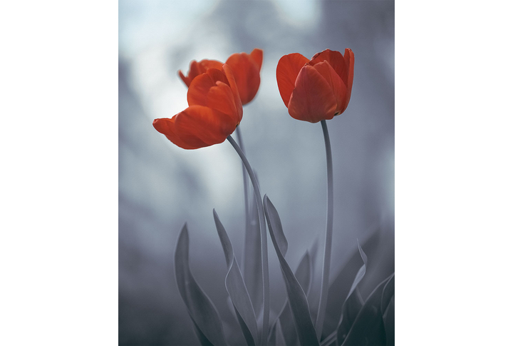 Фотообои «Красные тюльпаны»