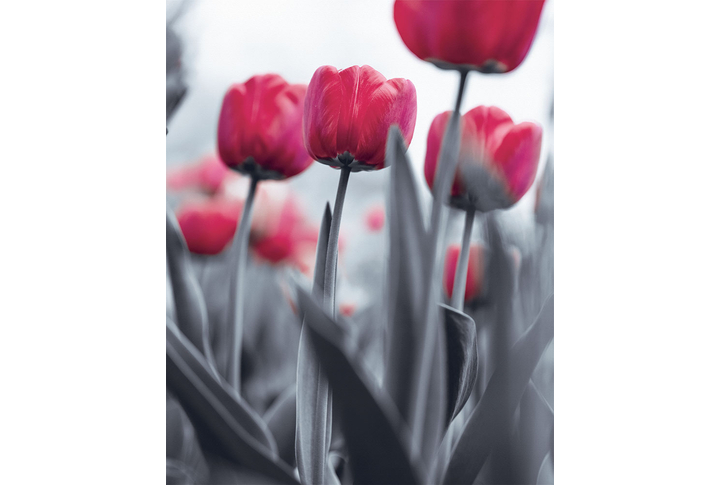 Фотообои «Розовые тюльпаны в черно-белом»