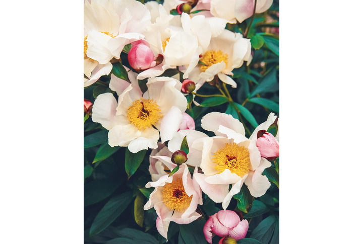 Фотообои «Белые пионы»