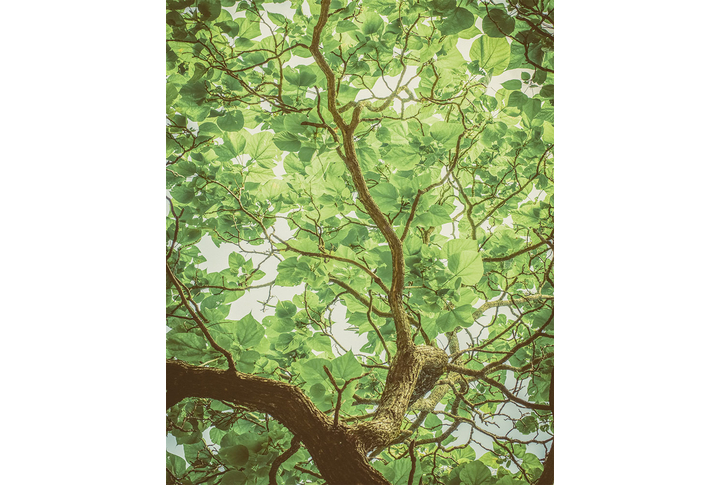 Фотообои «Ветвящиеся ветки дерева»