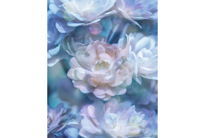 Фотообои «Сияющие розы»