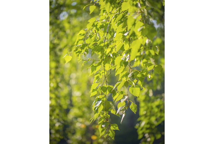 Фотообои «Березовые зеленые ветки с листьями»
