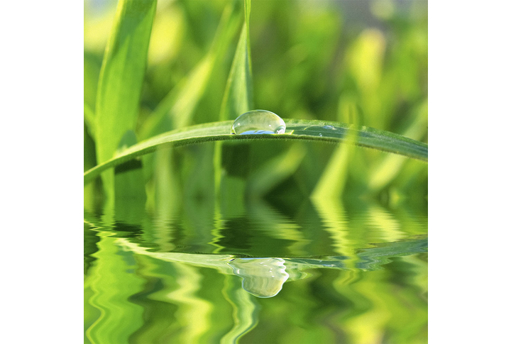 Фотообои «Зеленая трава в каплях росы»