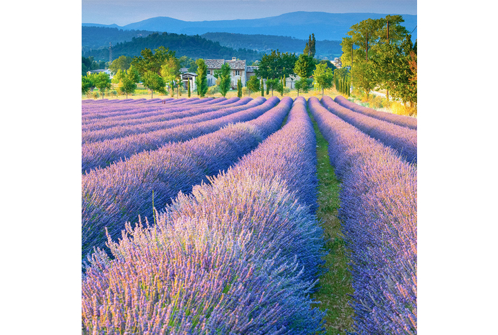 Фотообои «Лавандовое поле»