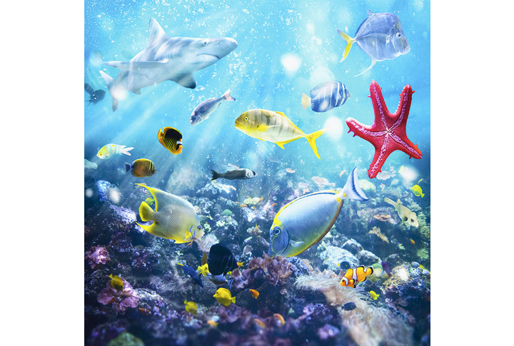 Фотообои «Обитатели подводного мира, рыбки, акулы»