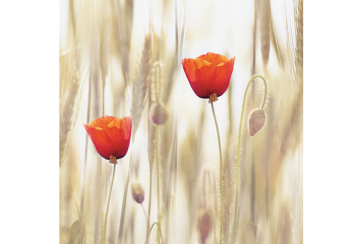 Фотообои «Красные маки среди колосьев»