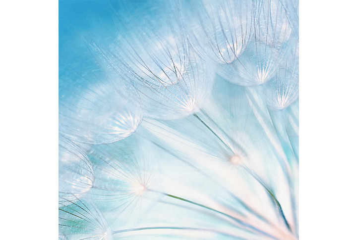 Фотообои «Одуванчики, белые зонтики»