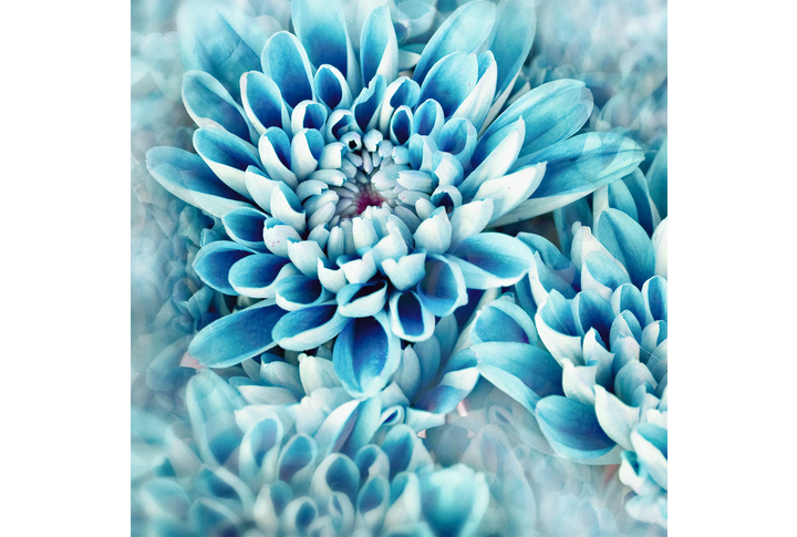 Фотообои «Бирюзовые цветы хризантемы»