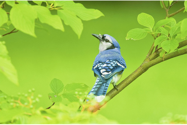 Фотообои «Птичка в листве»