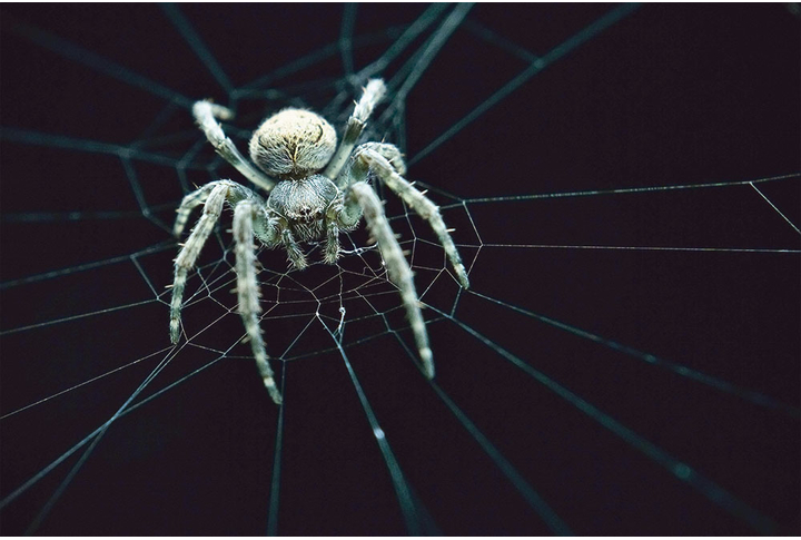 Фотообои «Паук на паутине»