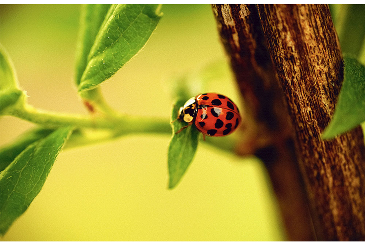 Фотообои «Божья коровка на ветке дерева»