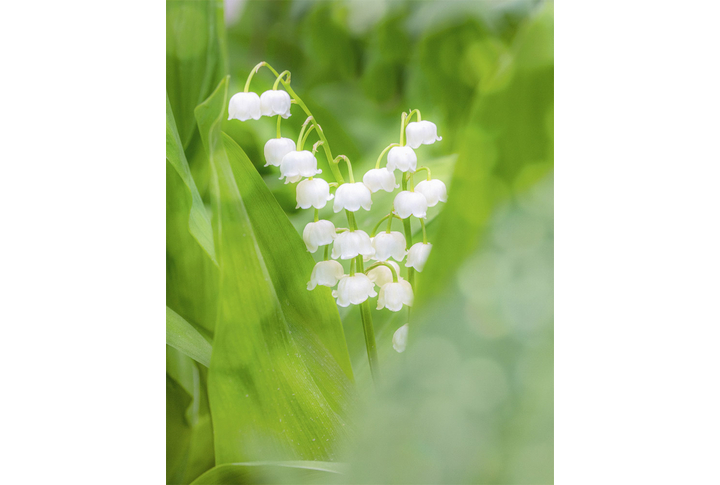 Фотообои «Букет ландышей»