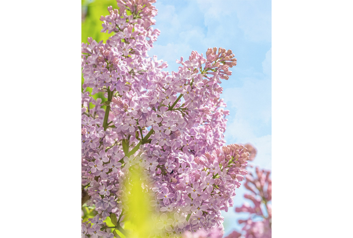 Фотообои «Ветки сирени на фоне облаков»