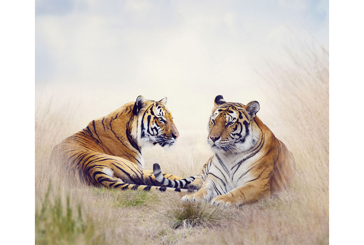 Фотообои «Тигры в саванне»