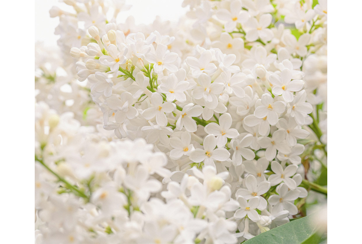 Фотообои «Сирень с белыми цветами»