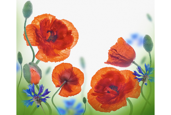 Фотообои «Большие красные маки и васильки»