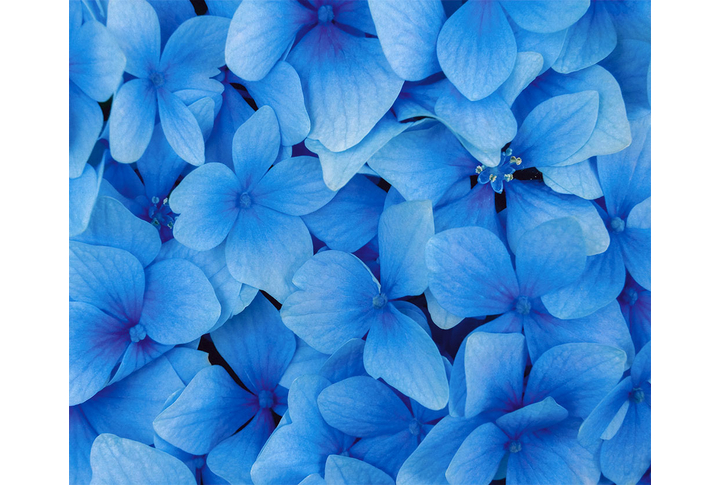 Фотообои «Цветы гортензии»