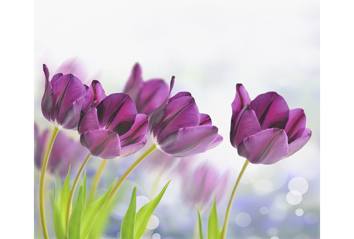Фотообои «Фиолетовые тюльпаны на светлом фоне»