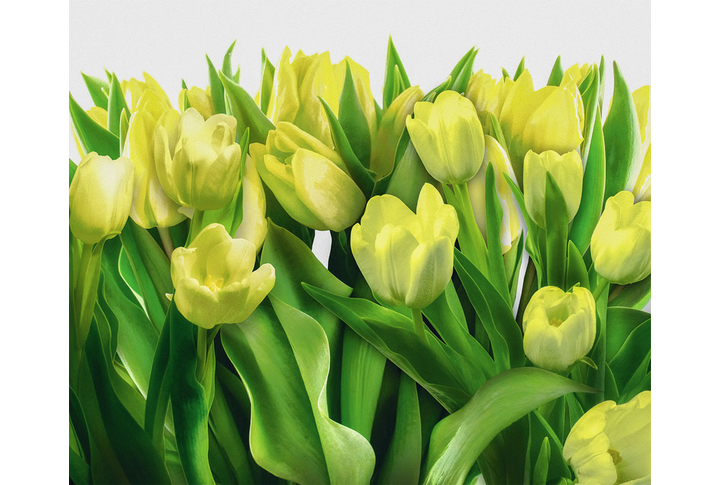 Фотообои «Зеленые тюльпаны»