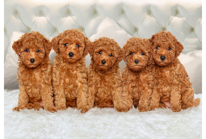 Фотообои «Верные друзья»