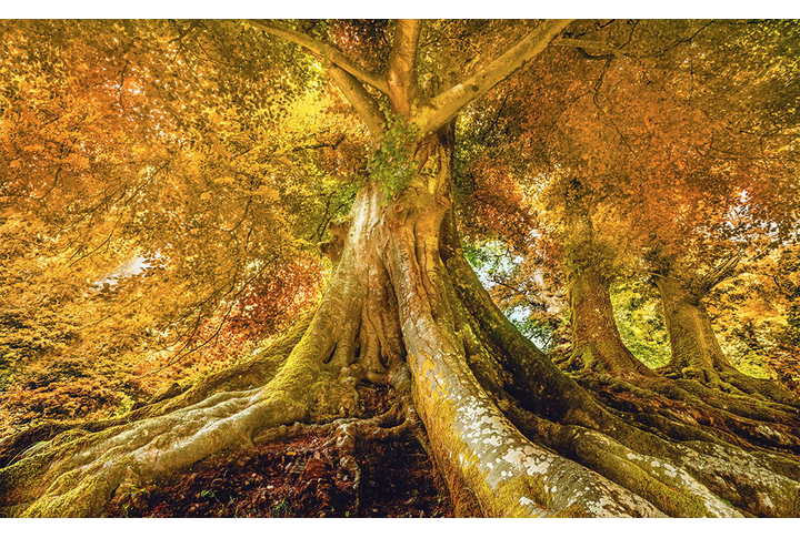 Фотообои «Высокое дерево в осеннем лесу»
