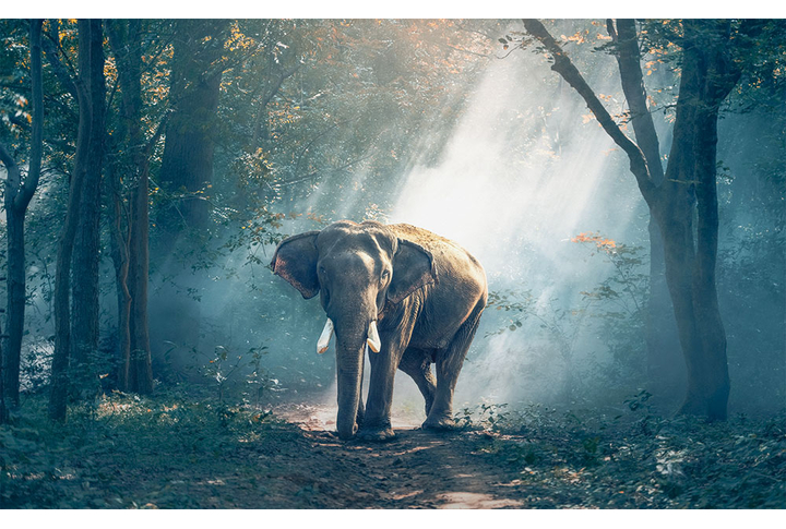 Фотообои «Слон в туманном лесу»