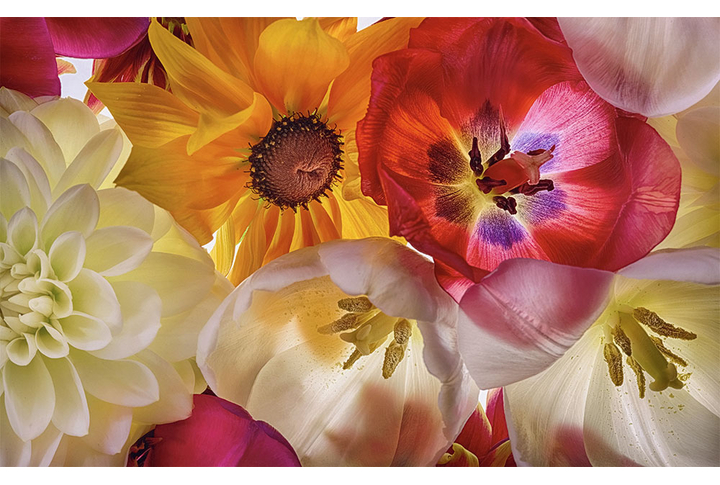 Фотообои «Цветы тюльпана и георгин»