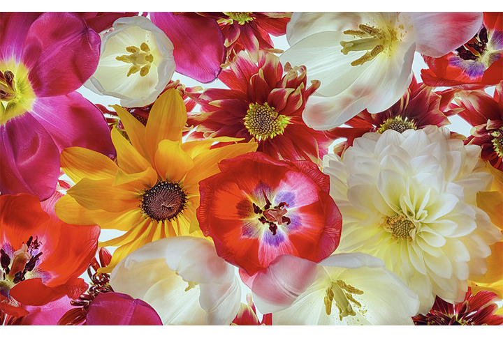 Фотообои «Цветы тюльпанов и георгин»