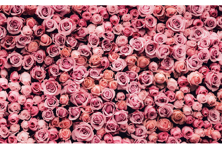 Фотообои «Розовые розочки»