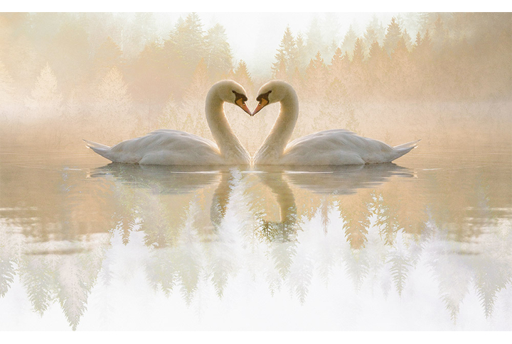 Фотообои «Лебеди на озере в лесу»