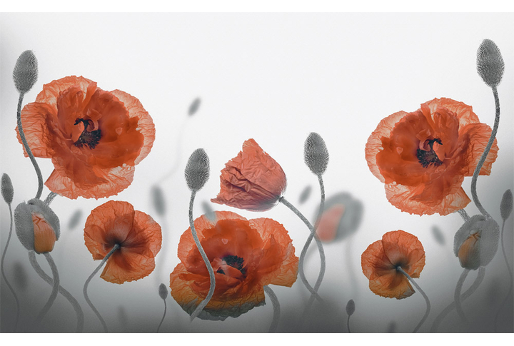 Фотообои «Огромные маки»