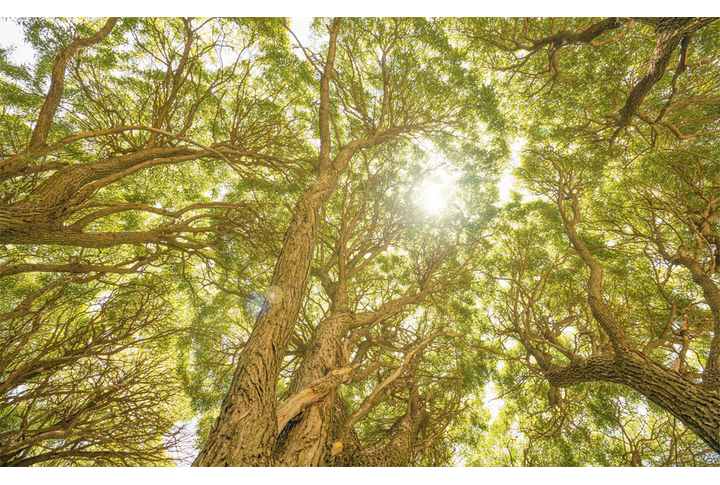 Фотообои «Под кроной больших деревьев в лесу»