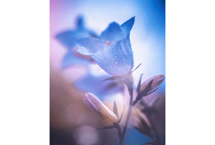 Фотообои «Цветок колокольчика»