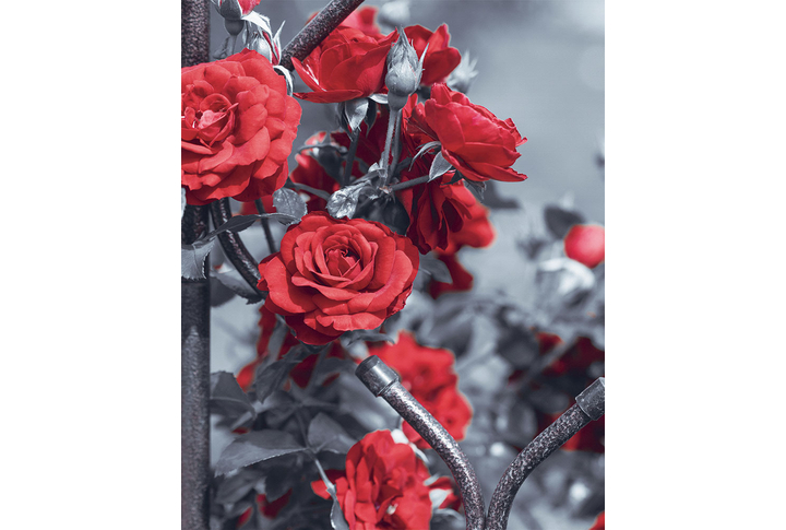 Фотообои «Красные розы в саду на черно-белом»