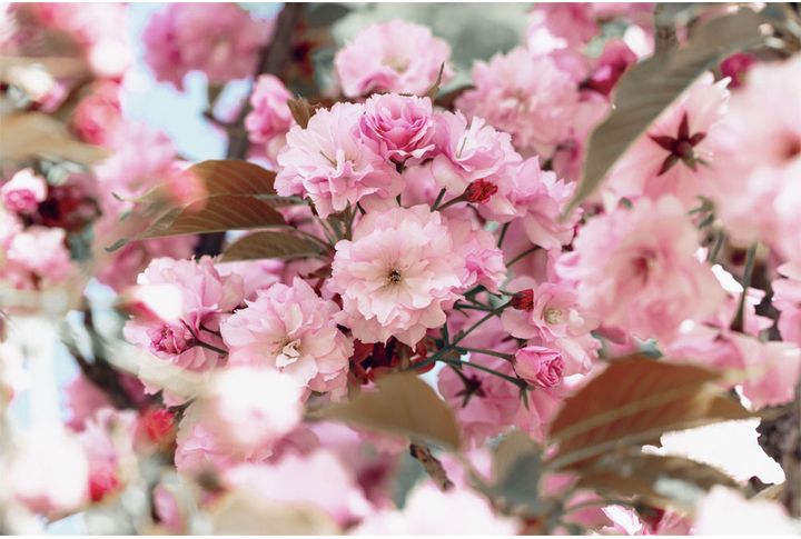 Фотообои «Цветы розовой сакуры»