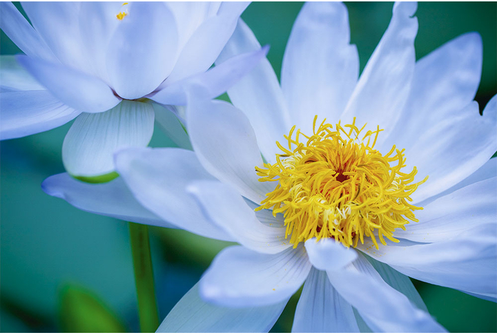 Фотообои «Белые лотосы»