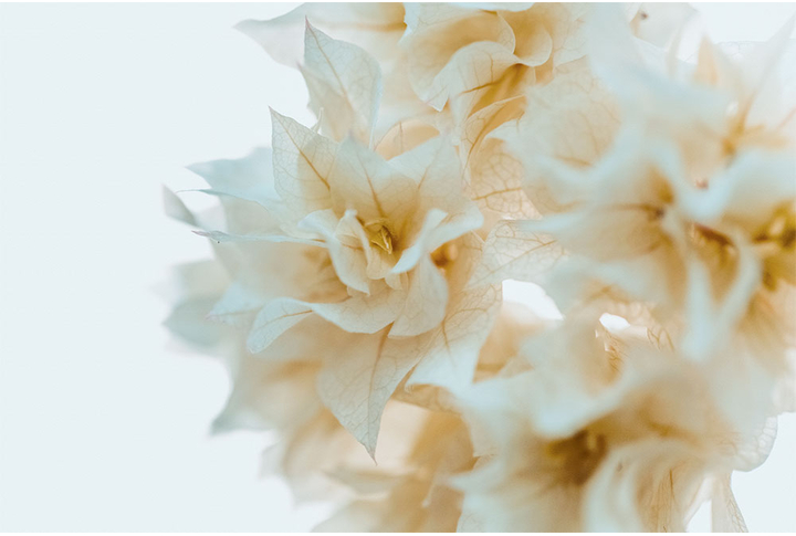 Фотообои «Нежные цветки»