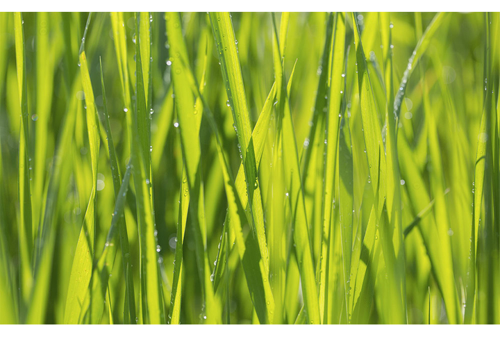 Фотообои «Летняя трава в каплях росы»