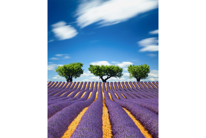 Фотообои «Поле лаванды»