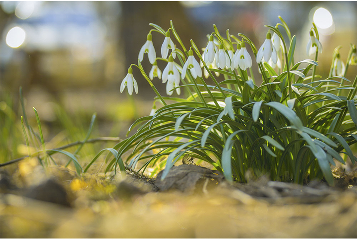 Фотообои «Первые подснежники»