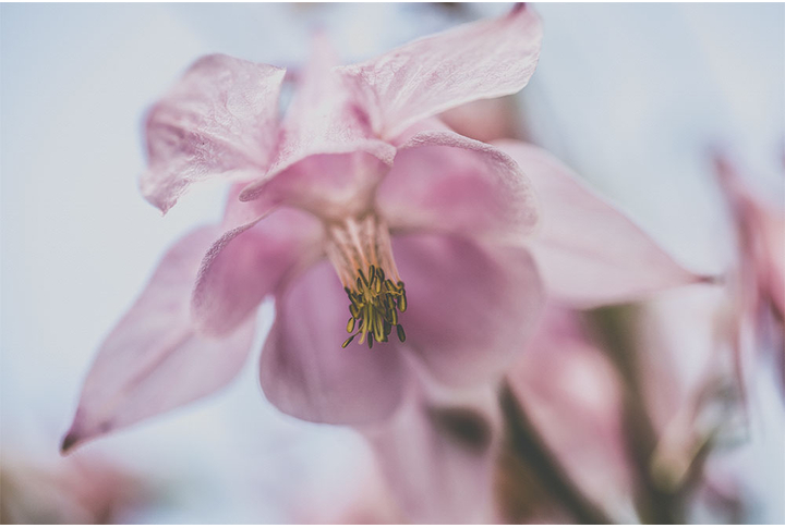 Фотообои «Цветок водосбора»