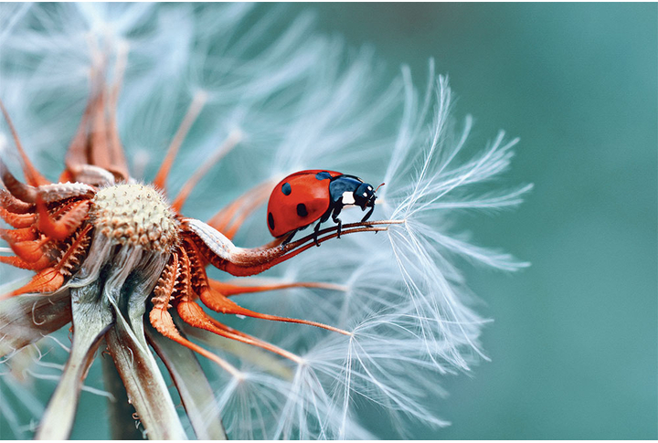 Фотообои «Белый одуванчик и божья коровка»
