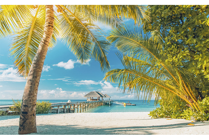 Фотообои «Тропический пляж с пальмами»