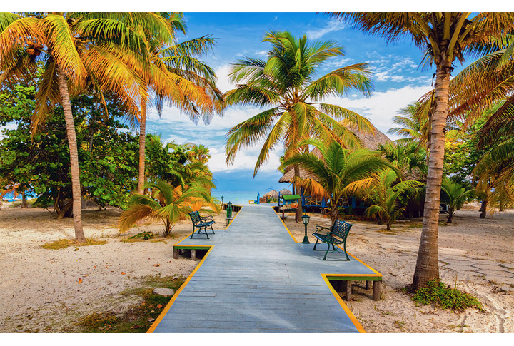 Фотообои «Дорожка между пальм»