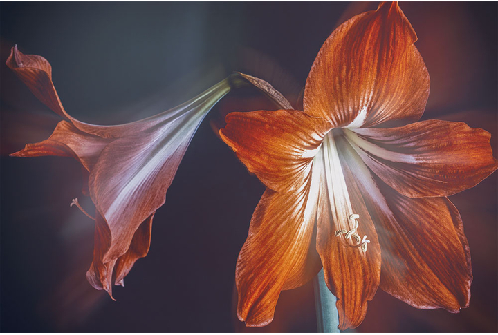 Фотообои «Красные лилии»